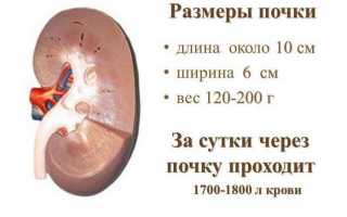 Лечение увеличенной почки: причины и симптоматика заболевания