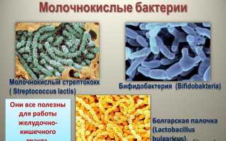 Роль бифидобактерий для кишечника в организме