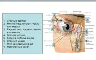 Конъюнктивальный мешочек — где он находится?