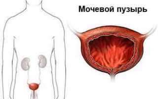 Особенности расположения мочевого пузыря у женщин и мужчин: строение и функции