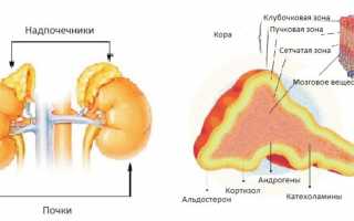 Строение надпочечников: основные функции и гормоны
