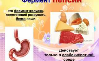 Действие ферментов для пищеварения