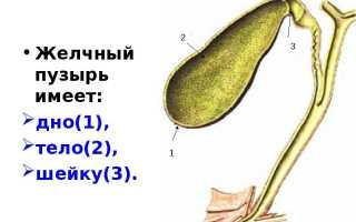 Какие функции желчного пузыря в организме человека?