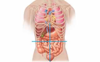 Расположение и анатомия органов брюшной полости человека