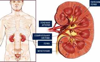 Строение паренхимы почек и возможные изменения ее структуры