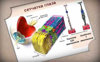 Пигментная абиотрофия сетчатки глаза (пигментный ретинит): симптомы, причины, лечение