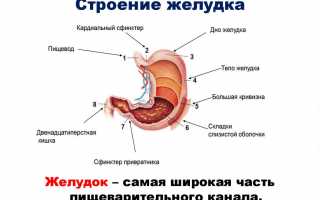 Функции, анатомия и патологии желудка человека