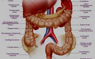 Анатомия и заболевания толстой кишки