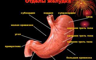 Расположение и функции антрального отдела желудка