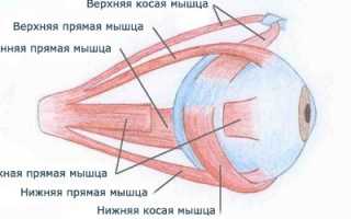 Комплекс упражнений Бейтса для восстановления зрения