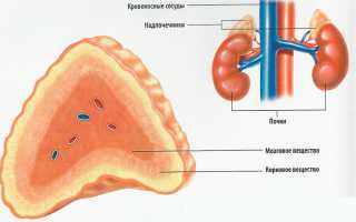 Причины воспаления надпочечников, симптомы и методы лечения, последствия