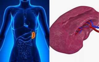 Каковы функции селезенки в организме?