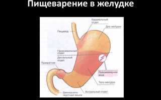 Влияние образа жизни на пищеварение в желудке